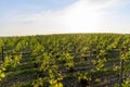 View on green premier cru champagne vineyards in village Hautvillers near Epernay, Champange, France Royalty Free Stock Photo