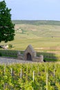 View on green premier cru champagne vineyards in village Hautvillers near Epernay, Champange, France Royalty Free Stock Photo