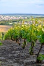 View on green premier cru champagne vineyards in village Hautvillers near Epernay, Champange, France Royalty Free Stock Photo