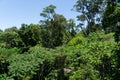 view of the green rainforest in the north of Australia