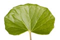 Green reniform leaf Royalty Free Stock Photo