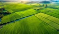 View of a green rice field with trees. Rice plants. view of an agricultural field, Sustainable agriculture, Royalty Free Stock Photo