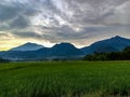 view of rice fields and mountains in the morning