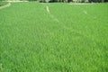 rice fields with bright sunlight