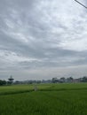 view of green rice fields in cloudy weather Royalty Free Stock Photo