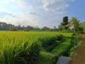 View of green rice fields with ditches flowing with water. Royalty Free Stock Photo