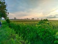 View of green rice fields in the morning with a clear sky Royalty Free Stock Photo