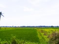 View of green rice fields planted with rice