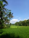 The view of the green rice fields when the rice plants are only a few weeks old. Agricultural land in Indonesia.