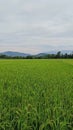 View of green rice fields with a road flanked by rice fields and surrounded by hills Royalty Free Stock Photo