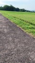 View of green rice fields with a road flanked by rice fields and surrounded by hills Royalty Free Stock Photo