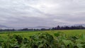 View of green rice fields with a road flanked by rice fields and surrounded by hills Royalty Free Stock Photo