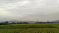 View of green rice fields with a road flanked by rice fields and surrounded by hills Royalty Free Stock Photo