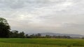 View of green rice fields with a road flanked by rice fields and surrounded by hills Royalty Free Stock Photo