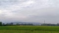 View of green rice fields with a road flanked by rice fields and surrounded by hills Royalty Free Stock Photo