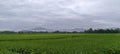 View of green rice fields with a road flanked by rice fields and surrounded by hills Royalty Free Stock Photo