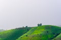 view of green rice fields terrace mountain in countryside Land w