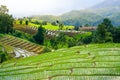 view of green rice fields terrace mountain in countryside Land w