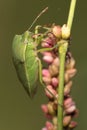 A green shield bug on a flower bud. Royalty Free Stock Photo