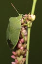 A green shield bug on a flower bud. Royalty Free Stock Photo