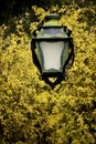 streetlight and tree