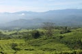 view of green tea garden