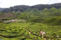 View of Green Tea Plantation, Cameron Highland