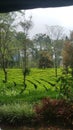 View of green tea trees at the top of bogor Royalty Free Stock Photo