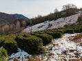 View of green terraces with hooked tea bushes in the snow. Royalty Free Stock Photo