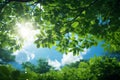 View of Green Tree Leaves in Garden Environment with Sunlight in Blue Sky