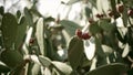 View at green tropical tree with red barbed round foetus in sunbeams. Summer cloudless day. Plants