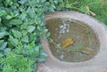 HOLLOW MILL STONE BIRD BATH WITH GREEN VEGETATION Royalty Free Stock Photo