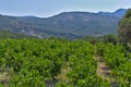 View of the green vines of a Greek vineyard with ripe green grapes. Royalty Free Stock Photo