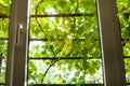 View of green vineyard through home window Royalty Free Stock Photo