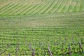 View of the green vineyard in springtime Royalty Free Stock Photo