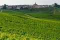 View on green vineyards in Champagne region near Cramant village,  France, white chardonnay wine grapes growing on chalk soils Royalty Free Stock Photo