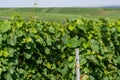 View on green vineyards in Champagne region near Cramant village,  France, white chardonnay wine grapes growing on chalk soils Royalty Free Stock Photo