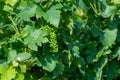 View on green vineyards in Champagne region near Cramant village,  France, white chardonnay wine grapes growing on chalk soils Royalty Free Stock Photo