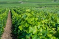 View on green vineyards in Champagne region near Cramant village,  France, white chardonnay wine grapes growing on chalk soils Royalty Free Stock Photo