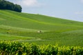 View on green vineyards in Champagne region near Cramant village,  France, white chardonnay wine grapes growing on chalk soils Royalty Free Stock Photo