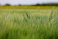 View of green wheat plants on a wheat grain field.Selective focus.