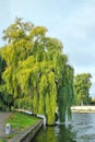 View of the green willow over the water. Royalty Free Stock Photo