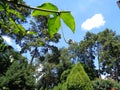The view of greenery in the Farm House with bright blue sky, Lembang, Indonesia