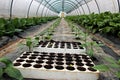 View of a greenhouse Royalty Free Stock Photo