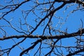 BARREN BRANCHES OF JAPANESE RAISIN TREE AGAINST BLUE SKY IN WINTER