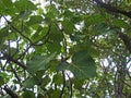 VEINED LEAVES OF LARGE-LEAVED ROCK FIG ON BRANCHES ON A TREE Royalty Free Stock Photo