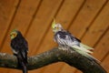 View of grey-yellow male cockatiel parrots