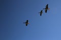 A view of a Greylag Goose in flight