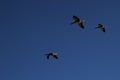 A view of a Greylag Goose in flight