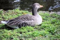A view of a Greylag Goose